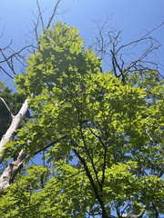Acer