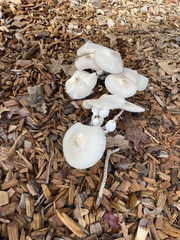Leucocoprinus cepistipes