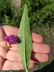 Vernonia fasciculata