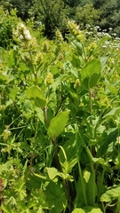 Lepechinia caulescens