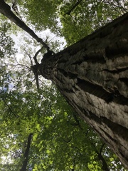 Populus grandidentata