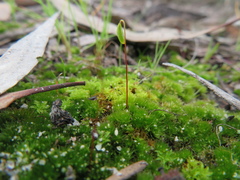Rosulabryum