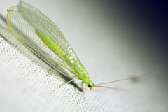 Nineta vittata