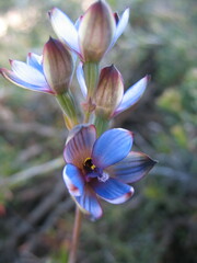 Thelymitra occidentalis