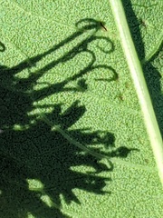 Vernonia fasciculata