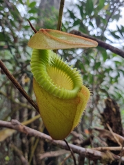 Nepenthes villosa