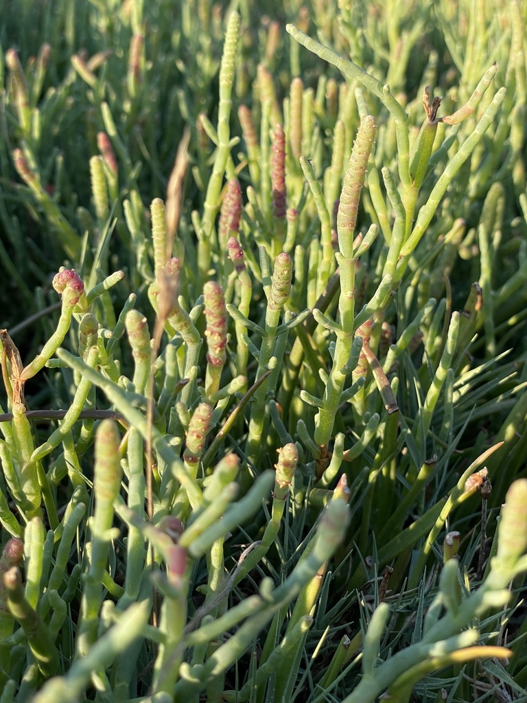 Pacific Glasswort