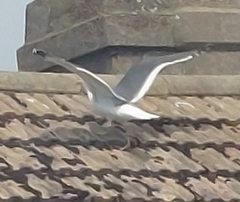 Larus fuscus