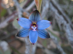 Thelymitra occidentalis