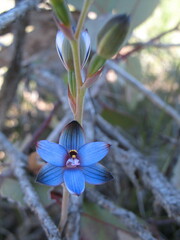 Thelymitra occidentalis