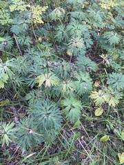 Anemonastrum crinitum