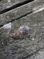 Mytilidae