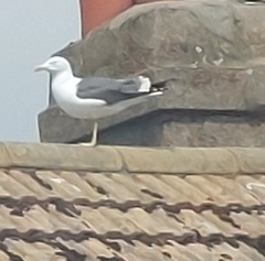 Larus fuscus