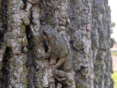 Hyla versicolor