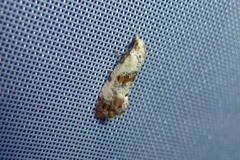 Neocochylis hybridella