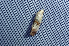 Neocochylis hybridella