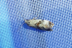 Neocochylis hybridella