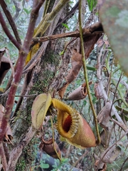 Nepenthes villosa
