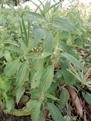 Leucas urticifolia