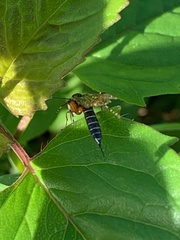 Itoplectis conquisitor