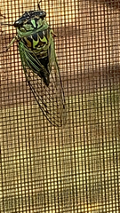 Neotibicen linnei