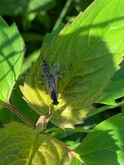 Itoplectis conquisitor