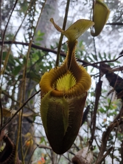 Nepenthes villosa