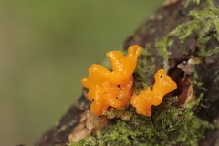 Dacrymycetaceae