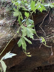Aconitum noveboracense