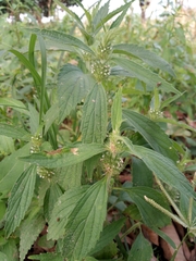 Leucas urticifolia