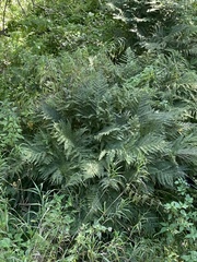Athyrium
