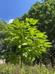 Catalpa