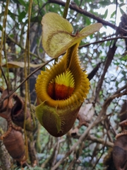 Nepenthes villosa