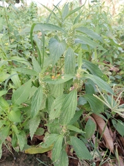 Leucas urticifolia