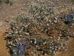 Goodenia scapigera