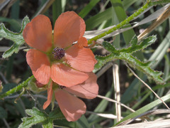 Sphaeralcea rusbyi