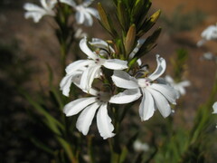 Goodenia scapigera