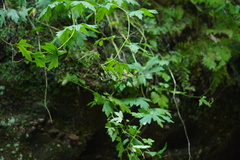 Aconitum noveboracense