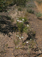 Goodenia scapigera