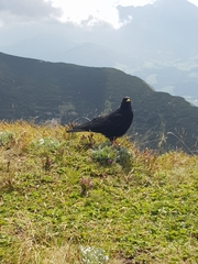 Pyrrhocorax graculus