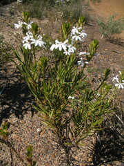 Goodenia scapigera