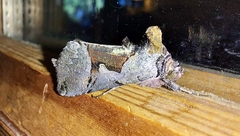 Autographa ampla