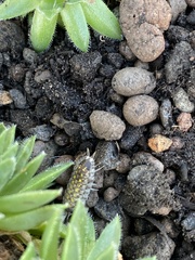 Porcellio spinicornis