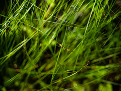 Carex interior