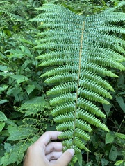 Dryopteris apiciflora