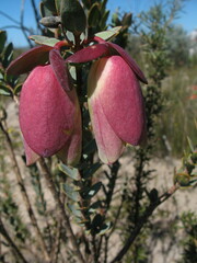 Pimelea physodes