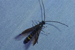 Metopius fuscipennis