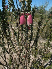Pimelea physodes