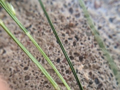 Eragrostis frankii