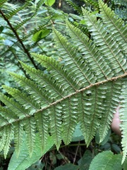 Dryopteris apiciflora